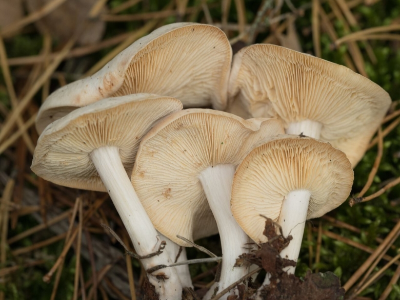 Tricholoma stiparophyllum