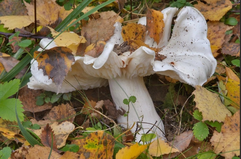 Рядовка белая Голубиная