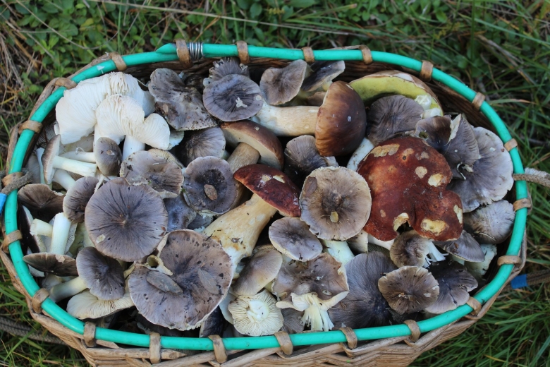 Рядовка Весенняя фото