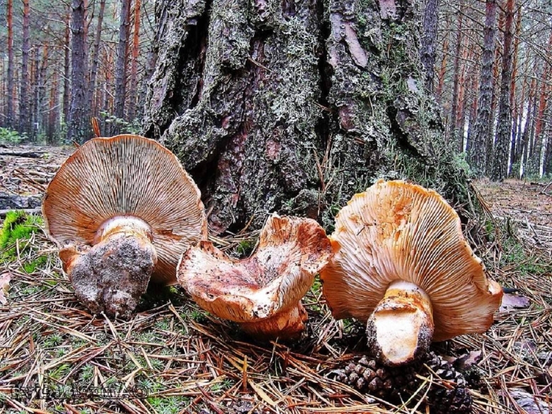 Рядовка исполин