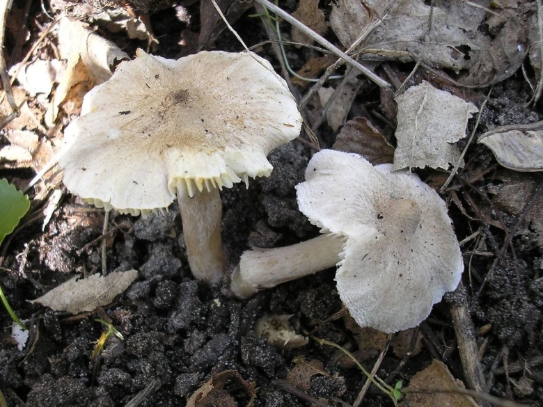Tricholoma scalpturatum