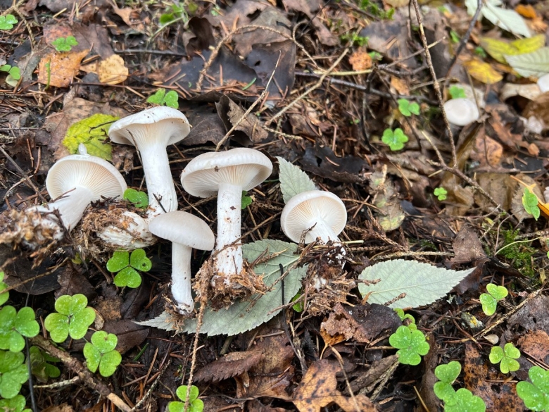 Говорушка дымчатая гриб