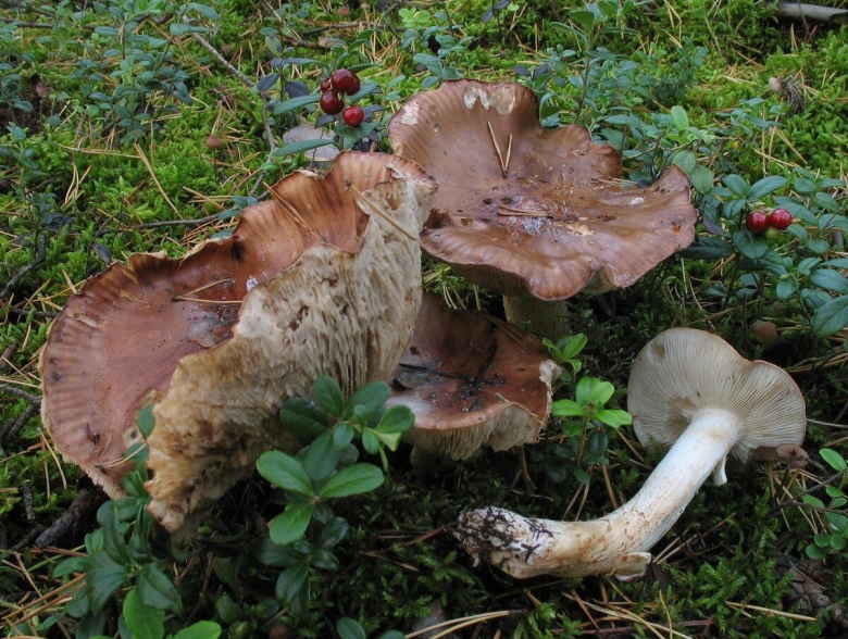 Рядовка погубленная Tricholoma pessundatum