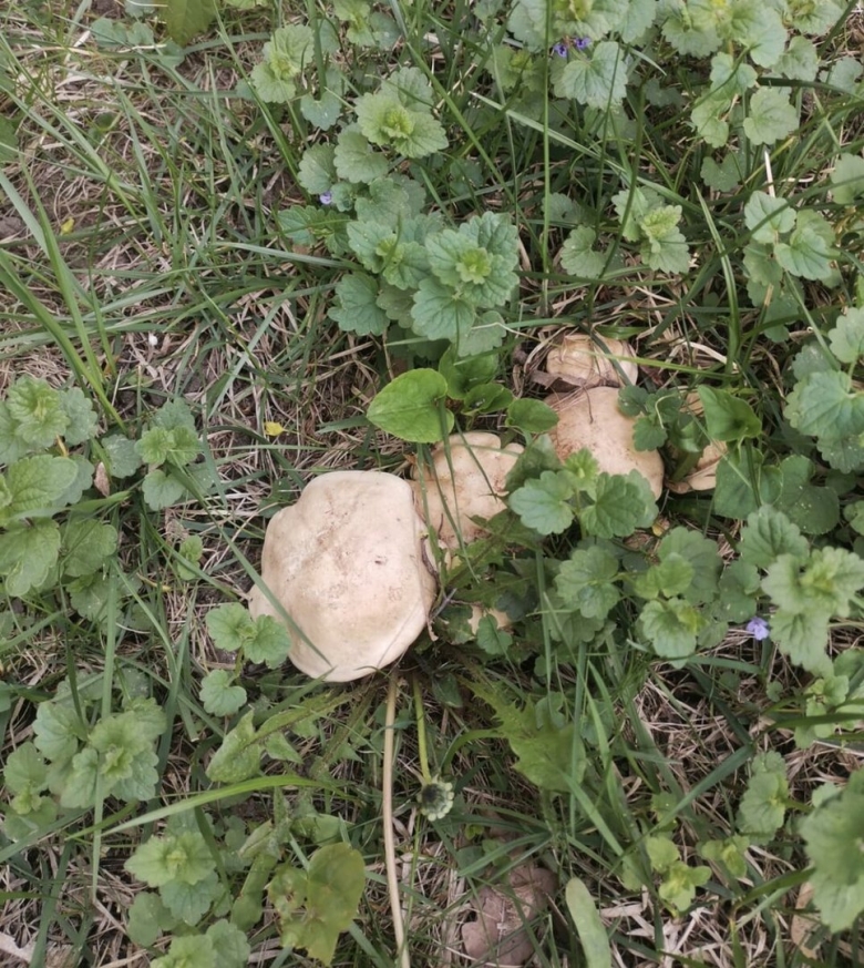 Гриб рядовки