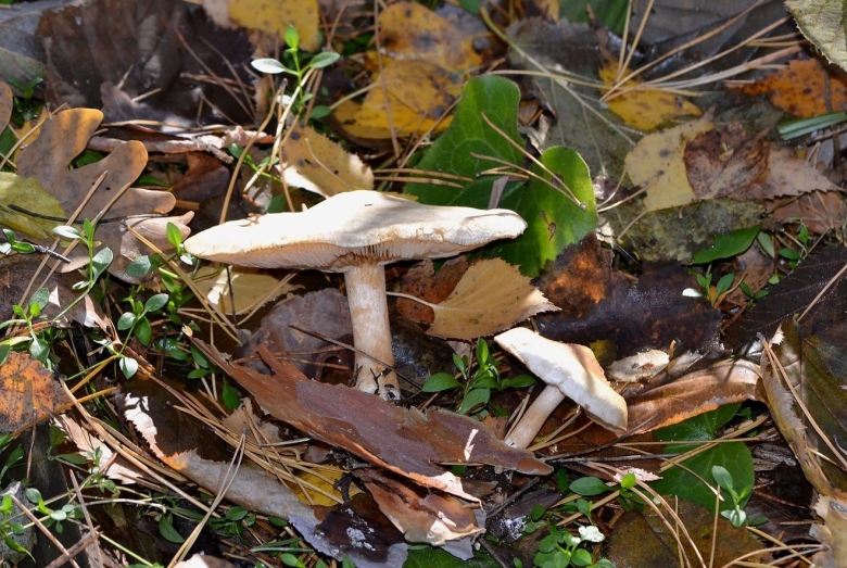 Говорушка Фиалковая