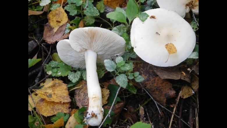 Рядовка частопластинковая Tricholoma stiparophyllum