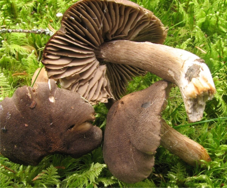 Рядовка частопластинковая tricholoma stiparophyllum