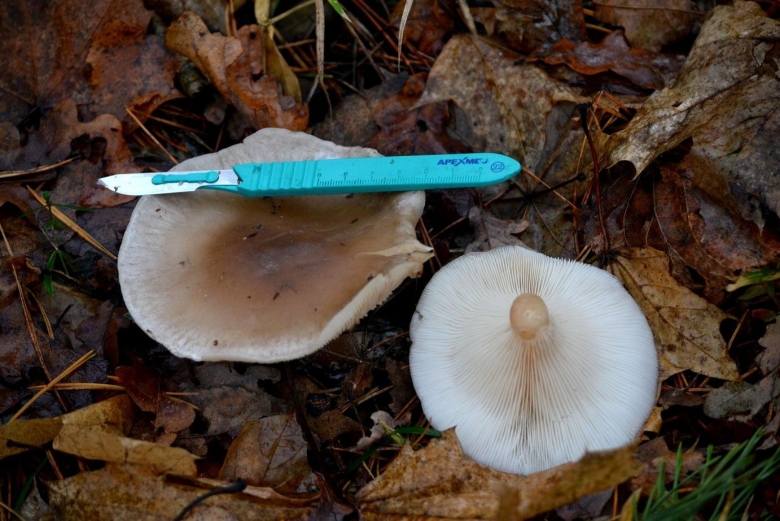 Дымчатая говорушка Clitocybe nebularis