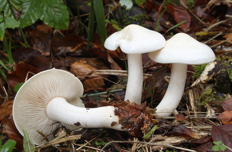 Tricholoma lascivum