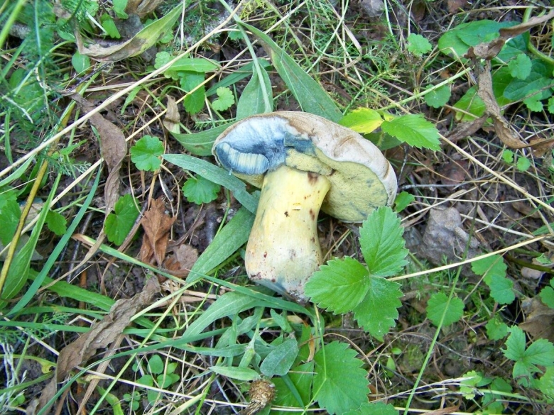 Гриб Боровик Фехтнера