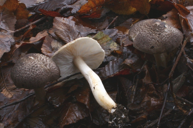 Tricholoma atrosquamosum