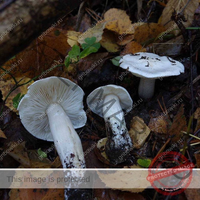 Рядовка сросшаяся Lyophyllum connatum