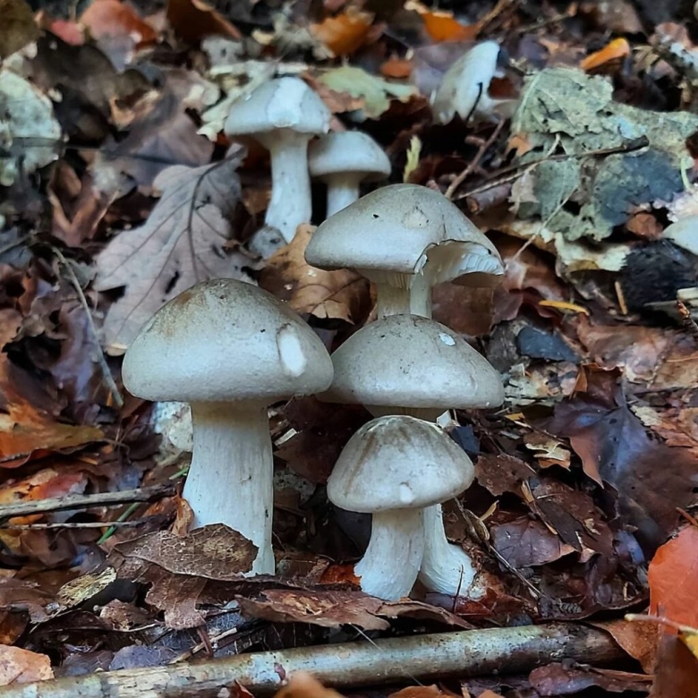 Дымный гриб