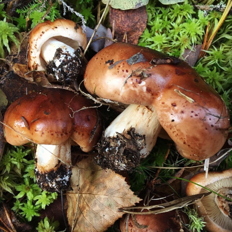 Рядовка погубленная Tricholoma pessundatum