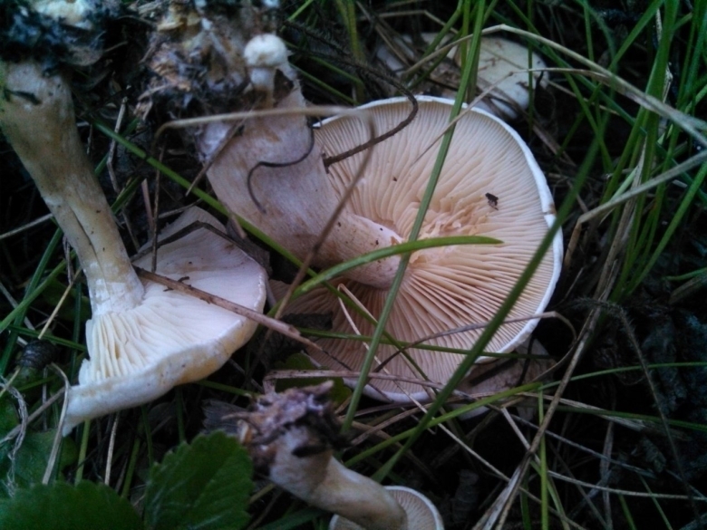 Рядовка надломленная фото