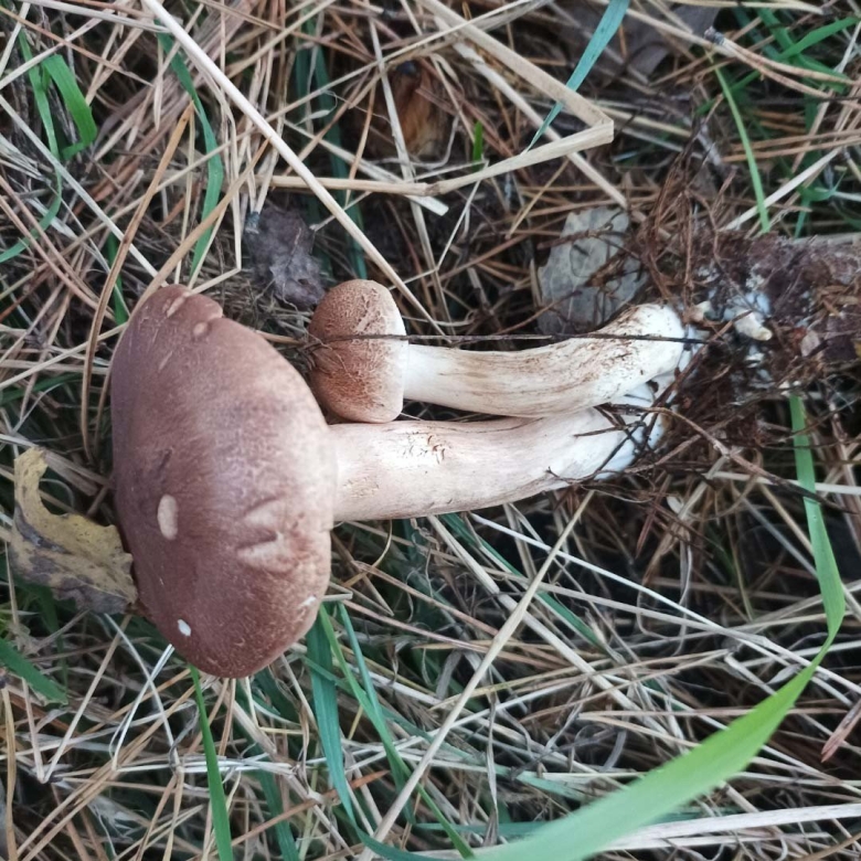 Грибы бело коричневые рядовки