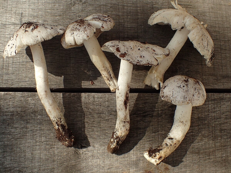 Tricholoma columbetta