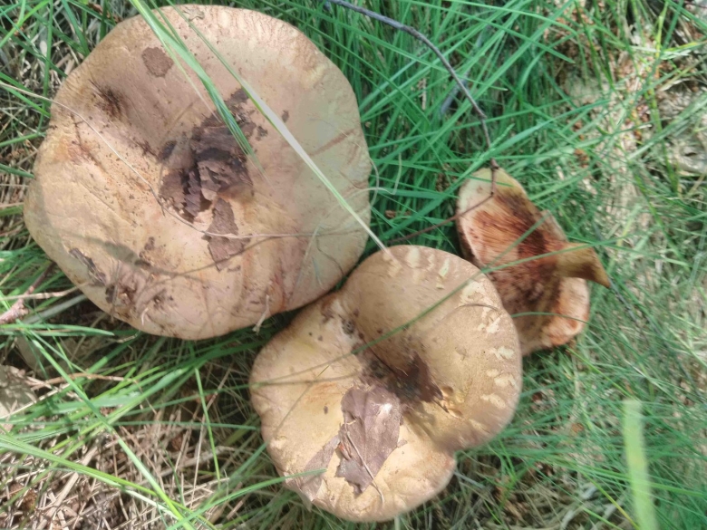 Грибы растущие в березовых посадках