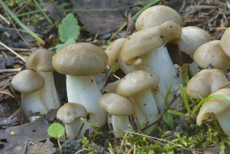 Гриб рядовка Голубиная