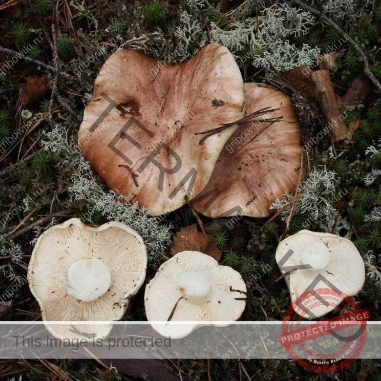 Рядовка погубленная tricholoma pessundatum