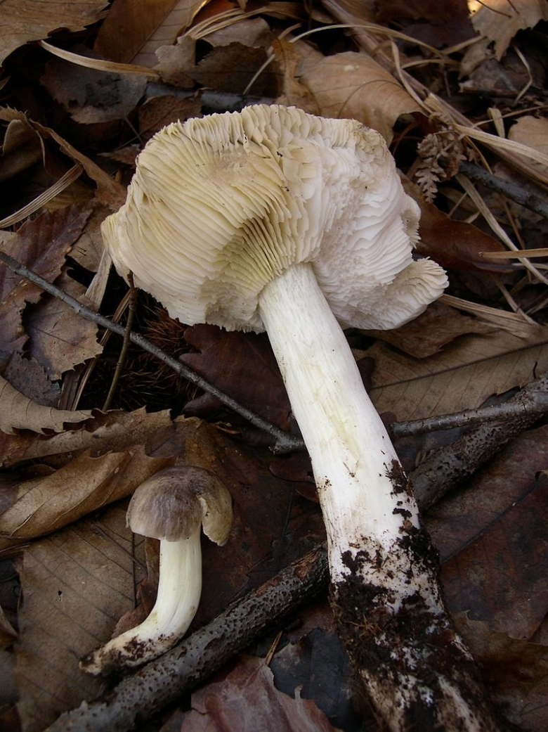 Tricholoma viridilutescens