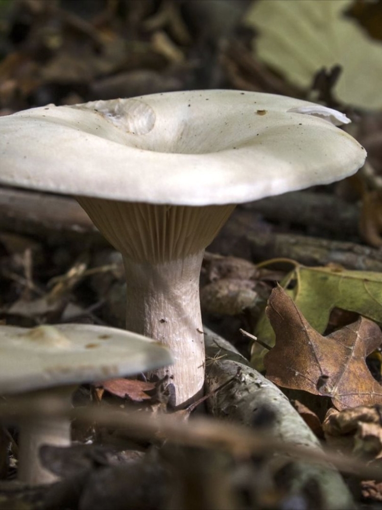 Гриб говорушка дымчатая съедобный