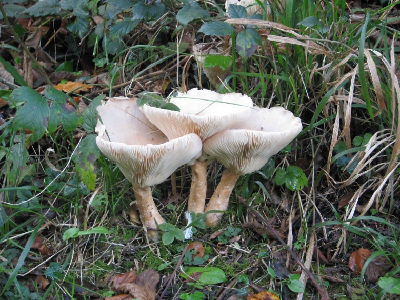 Говорушка подогнутая clitocybe geotropa