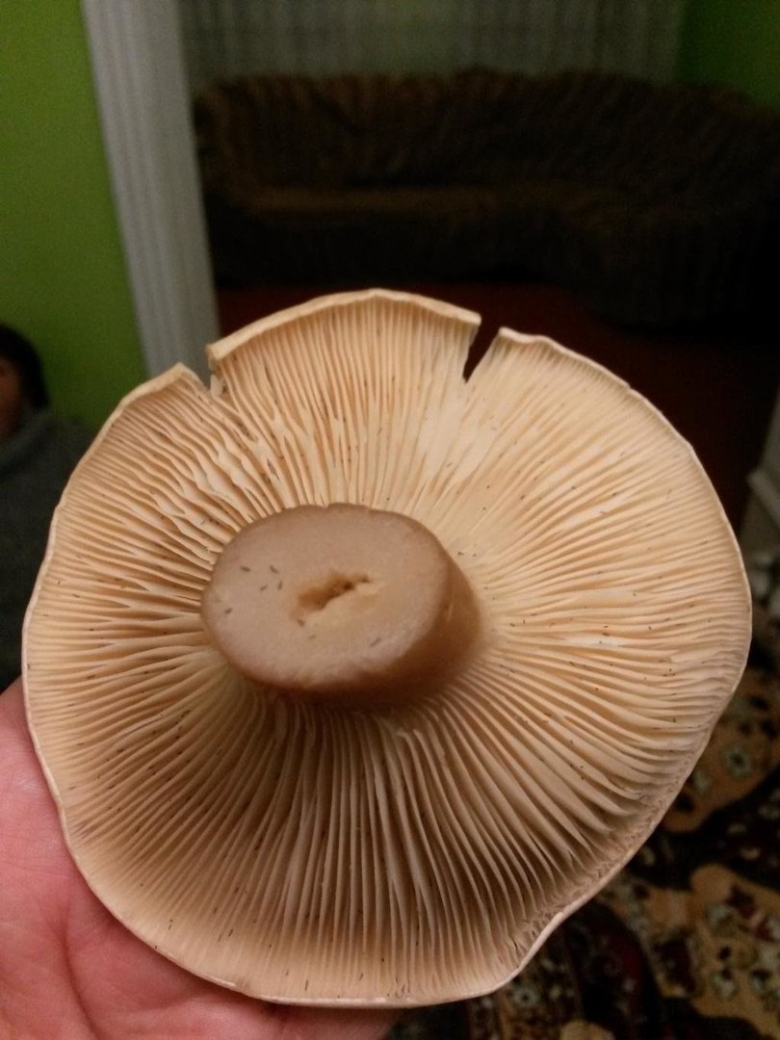 Говорушка подогнутая Infundibulicybe geotropa