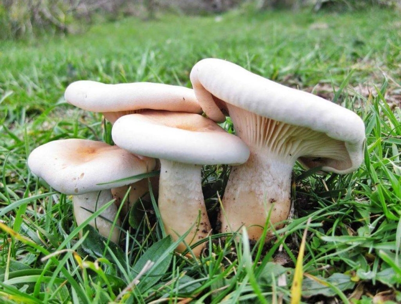 Гриб говорушка съедобный