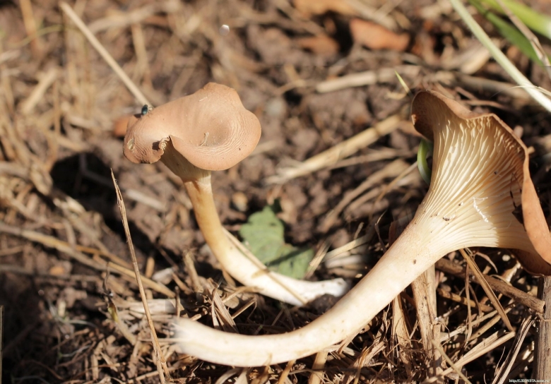 Говорушка подогнутая