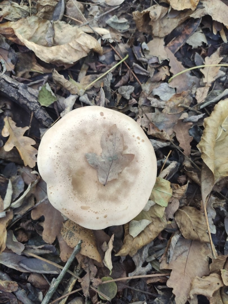 Съедобные грибы