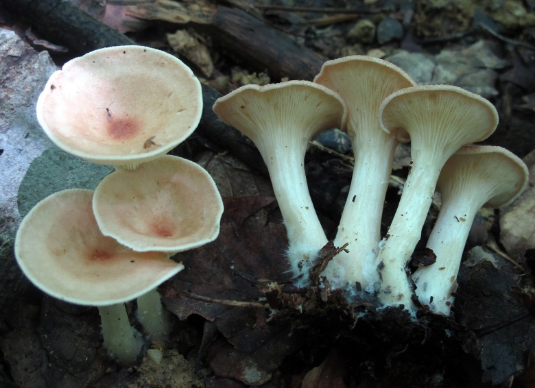 Говорушка булавоногая ampulloclitocybe clavipes