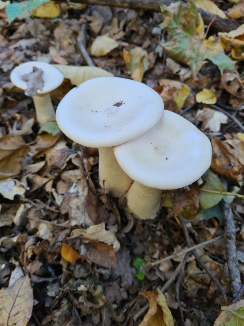 Говорушка подогнутая Infundibulicybe geotropa