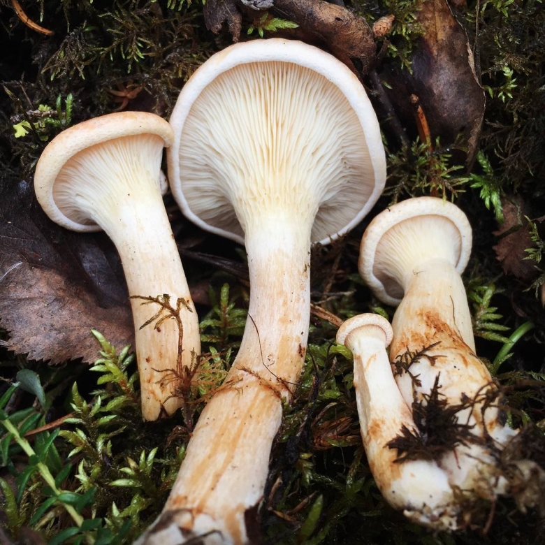 Говорушка буро желтая