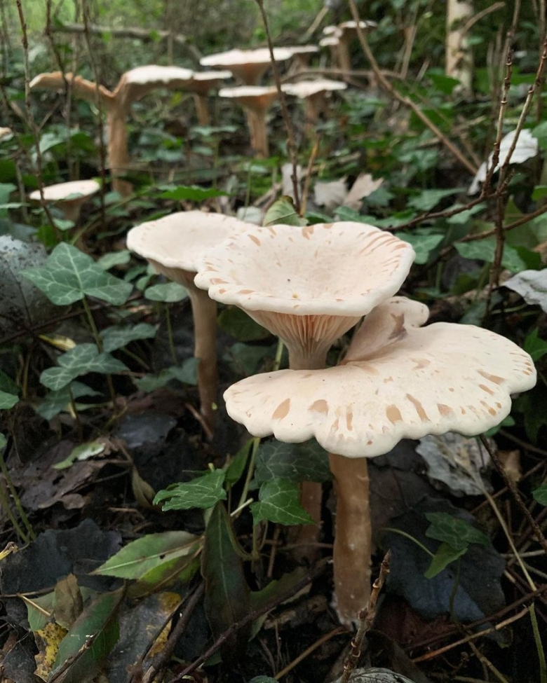 Гриб говорушка беловатая