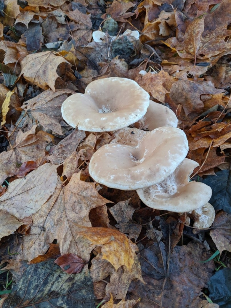 Говорушка подогнутая гриб