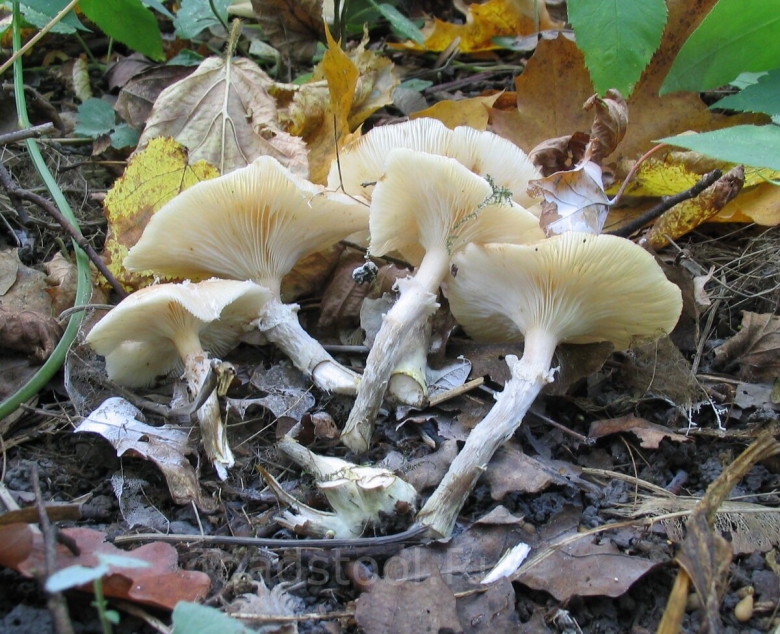 Опёнок луковичноногий