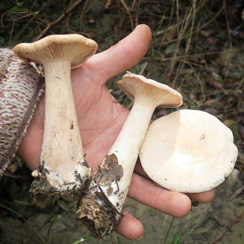 Говорушка подогнутая Infundibulicybe geotropa