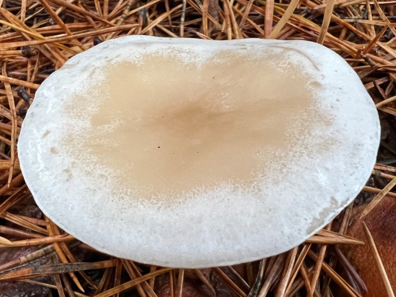 Говорушка восковатая гриб