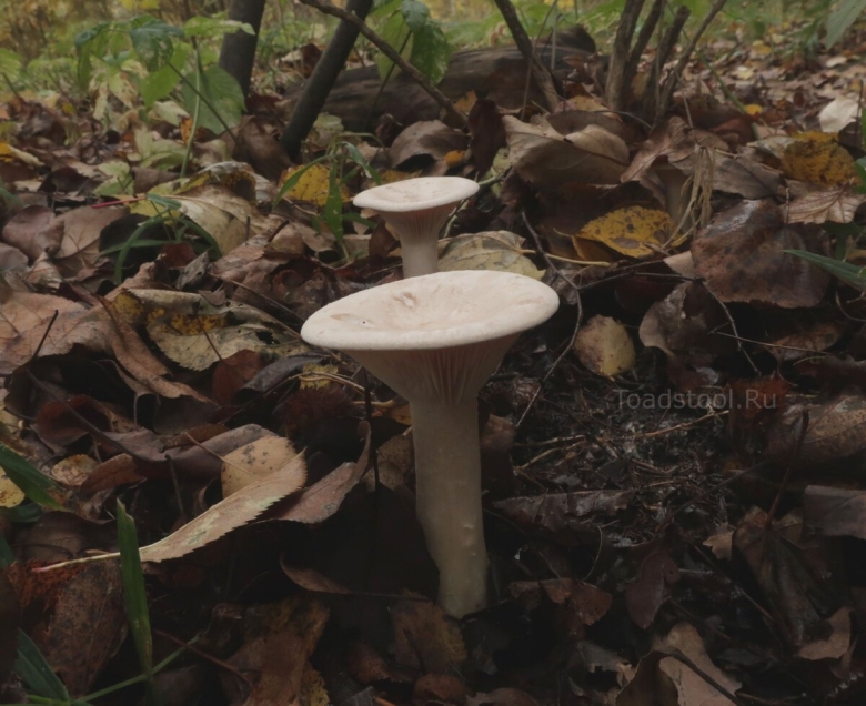 Говорушка воронковидная гриб