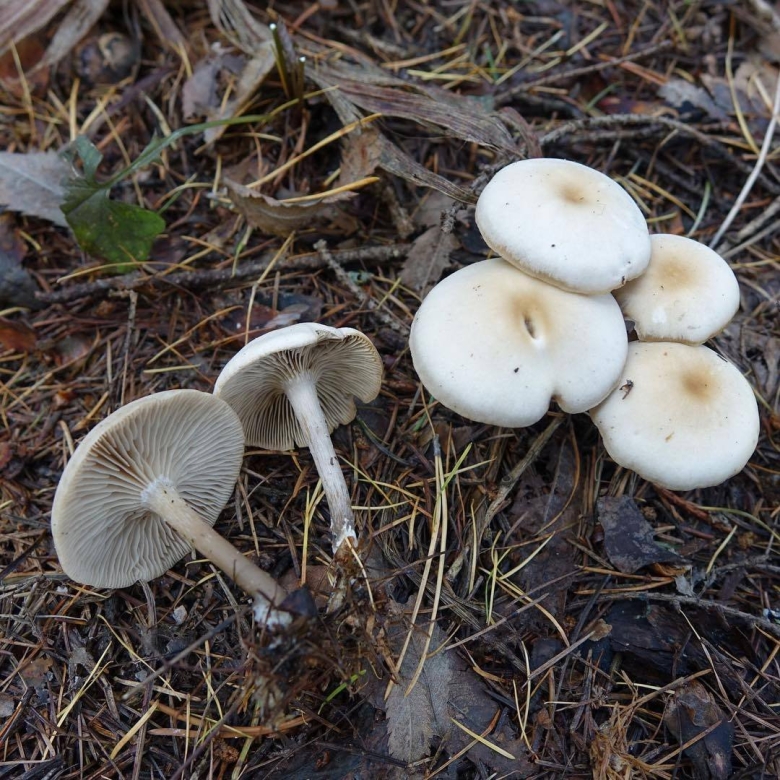 Говорушка благоухающая