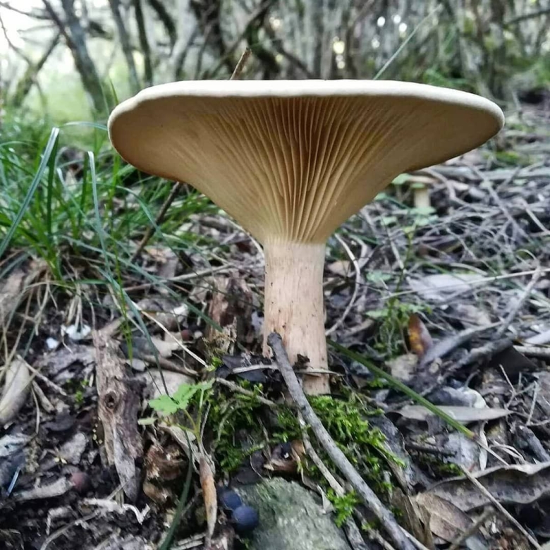 Говорушка бокаловидная