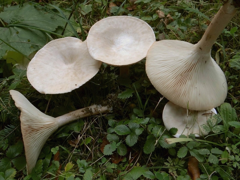 Говорушка ворончатая clitocybe gibba