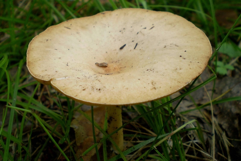 Говорушка подогнутая