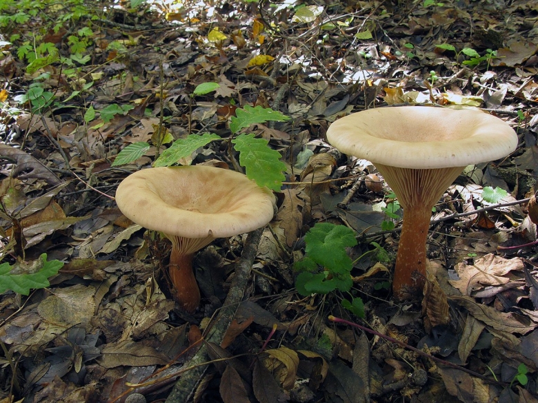 Говорушка подогнутая clitocybe geotropa