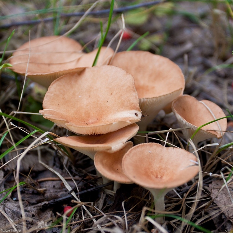 Говорушка ворончатая съедобная