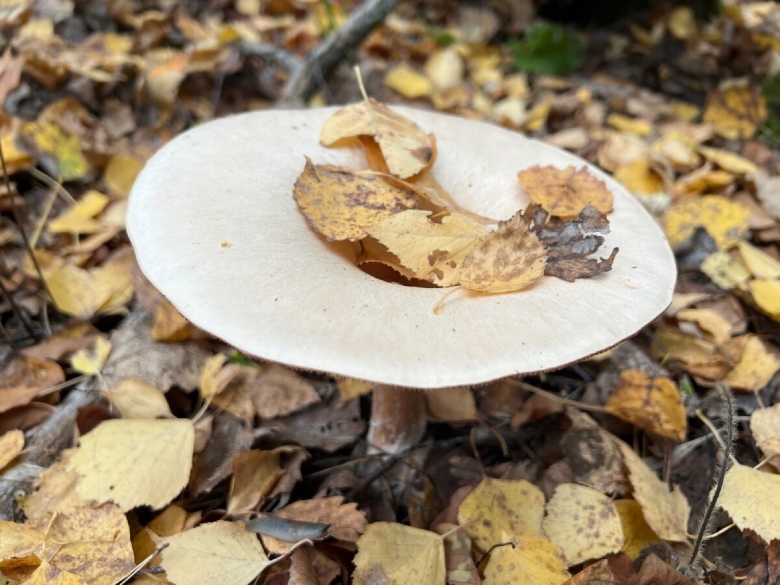 Говорушка подогнутая infundibulicybe geotropa