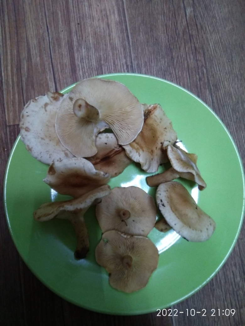 Говорушка серая дымчатая гриб