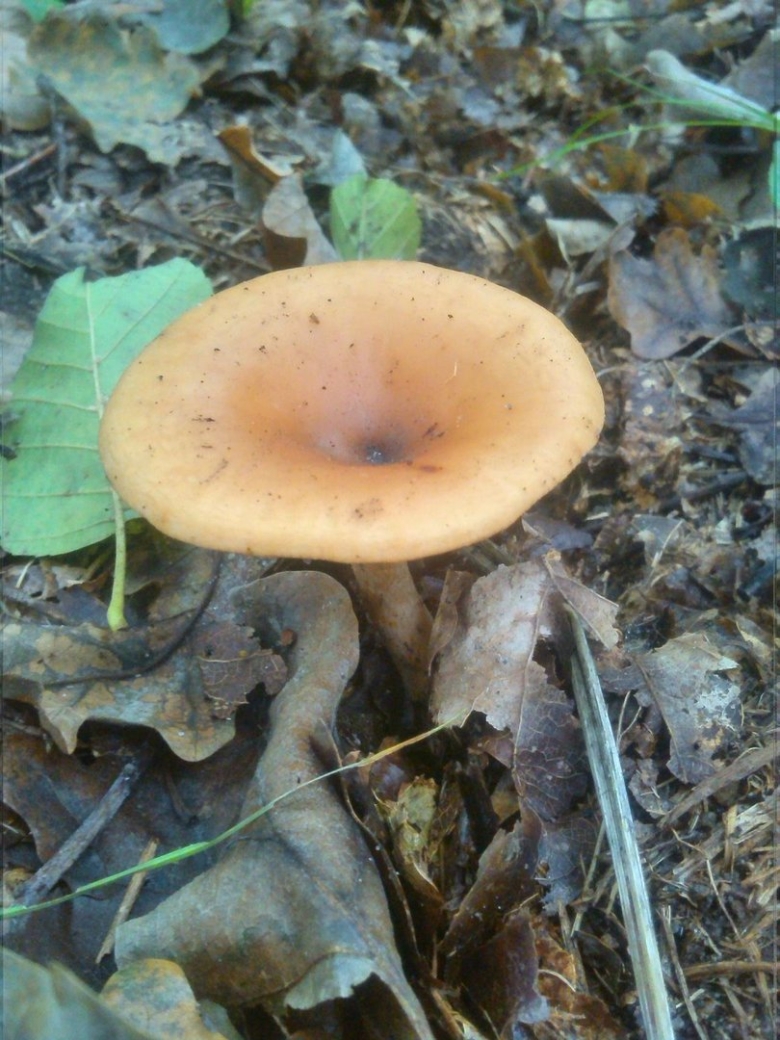 Говорушка рыжая гриб