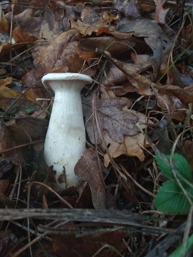 Фото очень пахнущего гриба